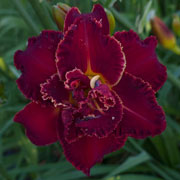 Spacecoast Hot Shot Daylily